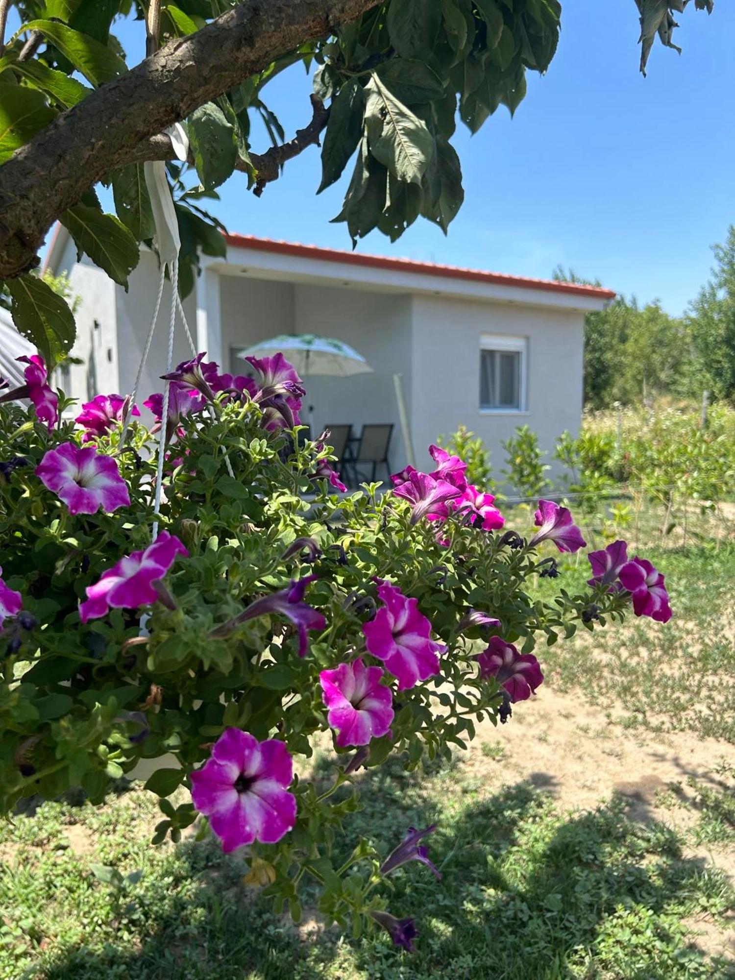 Ktima Mimoza Appartement Sykia Chalkidikis Buitenkant foto